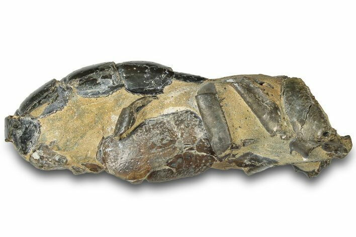 Fossil Mud Lobster (Thalassina) - Gunn Poin, Australia #307796